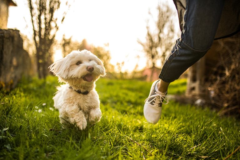 Dog Insurance: What To Know About It – A Pet Club