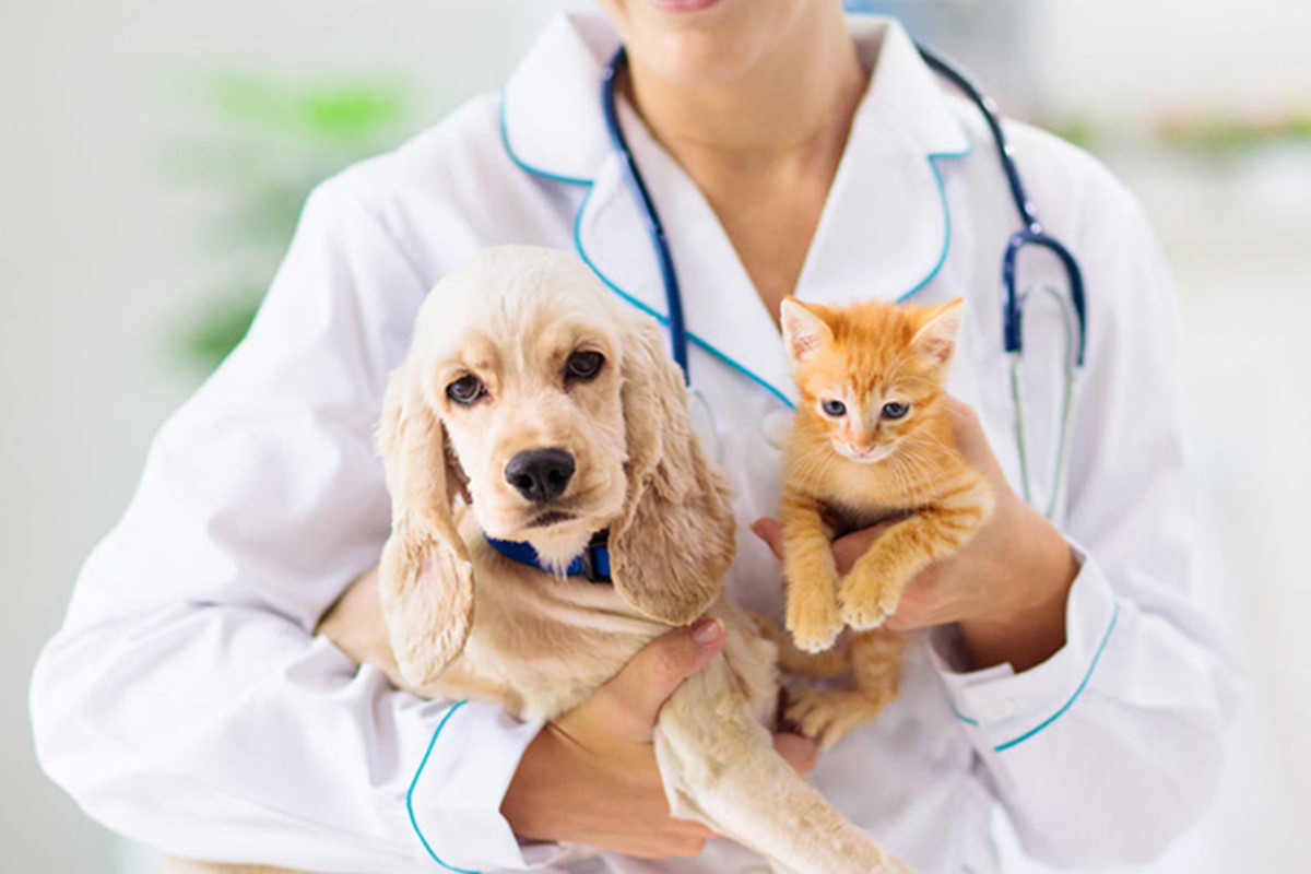Pet Insurance, What Is It