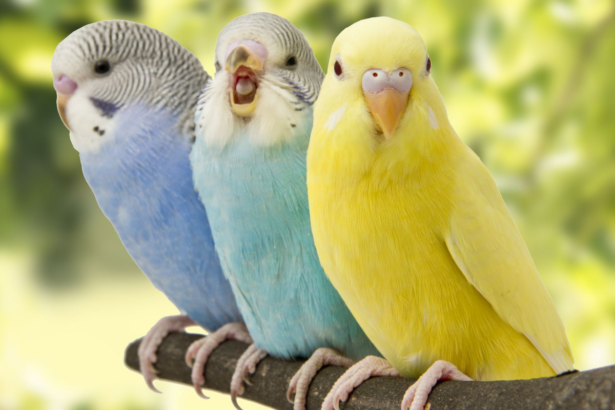 · Change of feathers