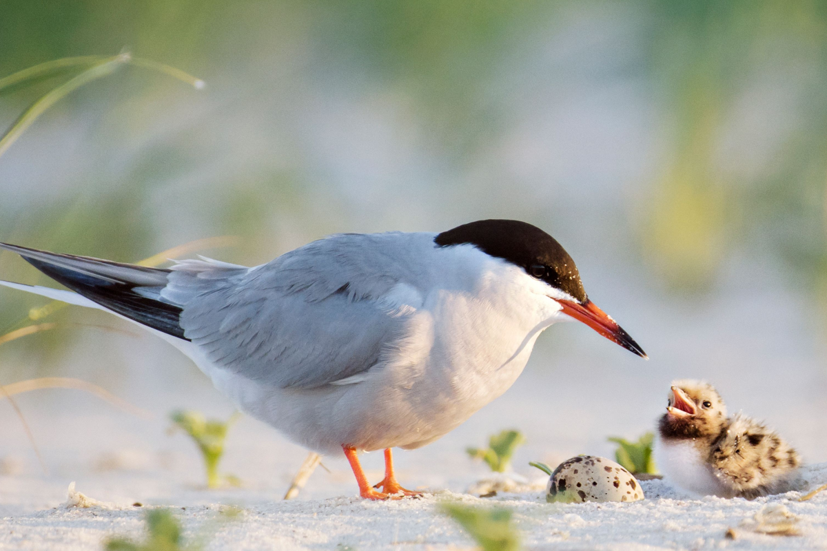 · When a female bird is breeding